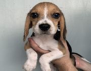 dog, beagle -- Dogs -- Rizal, Philippines