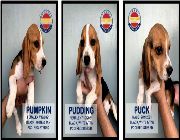 dog, beagle -- Dogs -- Rizal, Philippines