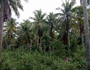 coconutfarm, niyugan, niyogan, coconut farn -- Land & Farm -- Quezon Province, Philippines