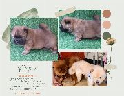 Chow chow chowchow puppy for sale philippines manila pure chow chow puppies -- Dogs -- Metro Manila, Philippines