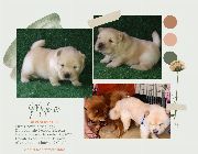Chow chow chowchow puppy for sale philippines manila pure chow chow puppies -- Dogs -- Metro Manila, Philippines