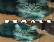 Female Cat -- Cats -- Manila, Philippines