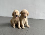 golden retriever puppies for sale -- Dogs -- Metro Manila, Philippines
