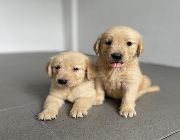 golden retriever puppies for sale -- Dogs -- Metro Manila, Philippines