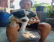 Husky -- Dogs -- Paranaque, Philippines