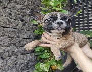 #Frenchie -- Dogs -- Metro Manila, Philippines