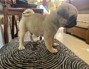 Pug Puppies -- Dogs -- Bulacan City, Philippines