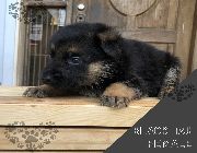 German Shepherd Puppies For Sale -- Dogs -- Metro Manila, Philippines