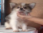 POMERANIAN FOR SALE -- Other Business Opportunities -- Metro Manila, Philippines