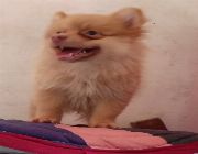 POMERANIAN FOR SALE -- Other Business Opportunities -- Metro Manila, Philippines