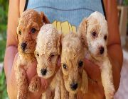 #toy poodle, #purebred, #male, #white #cream -- Dogs -- Metro Manila, Philippines