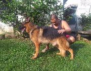 German, shepherd, stud, dog, guard, gsd -- Dogs -- Metro Manila, Philippines