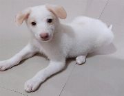 White -- Dogs -- Metro Manila, Philippines