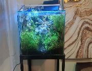 Aquarium -- Rental Services -- Mandaue, Philippines