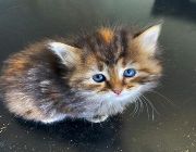 Passionate Siberian Kittens available for companion only -- Cats -- Metro Manila, Philippines