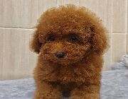 toy poodle -- Dogs -- Zambales, Philippines