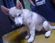 #SiberianHusky, #Siberian, #Husky -- Dogs -- Quezon City, Philippines