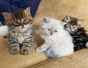 Savannah kittens, cats Philippines -- Cats -- Metro Manila, Philippines