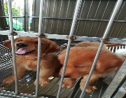 golden, retriever, championline, champion, line, pcci, registered -- Dogs -- Quezon City, Philippines