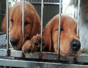 golden, retriever, championline, champion, line, pcci, registered -- Dogs -- Quezon City, Philippines