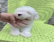 maltese for sale, teacup maltese, toy poodle , teacup poodle -- Dogs -- Metro Manila, Philippines