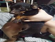 Puppies -- Dogs -- Metro Manila, Philippines