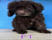 toy poodle, dog, puppy -- Dogs -- Manila, Philippines