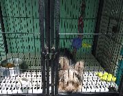 yorkie yorkshire terrier -- Dogs -- Metro Manila, Philippines
