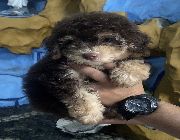 toypoodle for sale, teacup toy poodle, toypoodle, poodle -- Dogs -- Metro Manila, Philippines