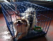 Pomeranian for sale -- Non-Profit -- Metro Manila, Philippines