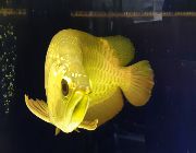 Golden Rare Arwana Arowana Fish 65K PESOS  CRIMSON -- Everything Else -- Metro Manila, Philippines