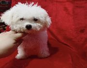 Poodle , Toy Poodle for sale -- Dogs -- Metro Manila, Philippines
