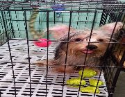 Yorkshire terrier, yorkie -- Dogs -- Metro Manila, Philippines