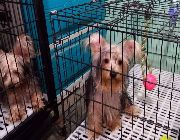 Yorkshire terrier, yorkie -- Dogs -- Metro Manila, Philippines