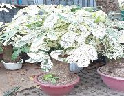 MONEY TREE PLANTS PLANT 3 FEET HIGH  FORTUNE LUCKY 16,500 PESOS Cash On Delivery -- Everything Else -- Metro Manila, Philippines