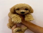 Toy poodle dog -- Dogs -- Antipolo, Philippines