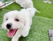 maltese, rehoming, papers, pure -- Dogs -- Valenzuela, Philippines