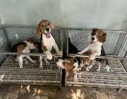 beagle -- Dogs -- Rizal, Philippines