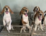 beagle -- Dogs -- Rizal, Philippines