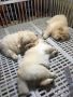 pure chow chow puppies, -- Dogs -- Metro Manila, Philippines