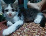 Persian, cat, pet, animal, kitten -- Cats -- Metro Manila, Philippines