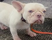 Pet, Puppy, Dog, French Bulldog, Pure Breed, Canine, K9, Kennel -- Dogs -- Metro Manila, Philippines