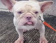Pet, Puppy, Dog, French Bulldog, Pure Breed, Canine, K9, Kennel -- Dogs -- Metro Manila, Philippines