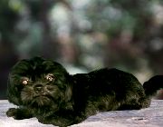 Pet, Dog, Puppy, Adopt, Pure Breed, Shih Tzu, Black -- Dogs -- Metro Manila, Philippines