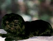 Pet, Dog, Puppy, Adopt, Pure Breed, Shih Tzu, Black -- Dogs -- Metro Manila, Philippines
