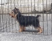 yorkshire terrier, dog, puppy, yorky -- Dogs -- Metro Manila, Philippines