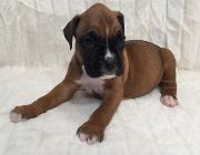 Boxer Puppies For Sale -- Dogs -- Bulacan City, Philippines