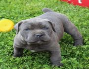 Healthy Cane Corso Puppies Available -- Dogs -- Bulacan City, Philippines