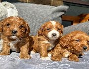 Cavoodle puppies looking for homes -- Dogs -- Bulacan City, Philippines