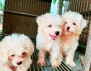 maltese, puppies, rehoming, papers, pure, bred -- Everything Else -- Quezon City, Philippines